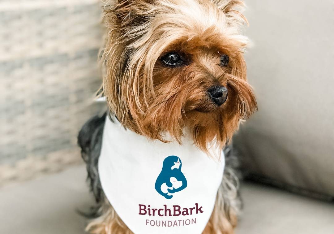 Birch Bark - Dog wearing a bandana with logo on it